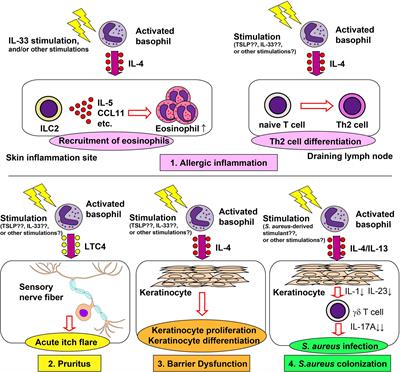 Frontiers | Role Of Basophils In A Broad Spectrum Of Disorders